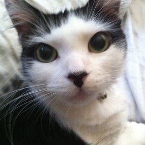 Meet your Posher, Leon